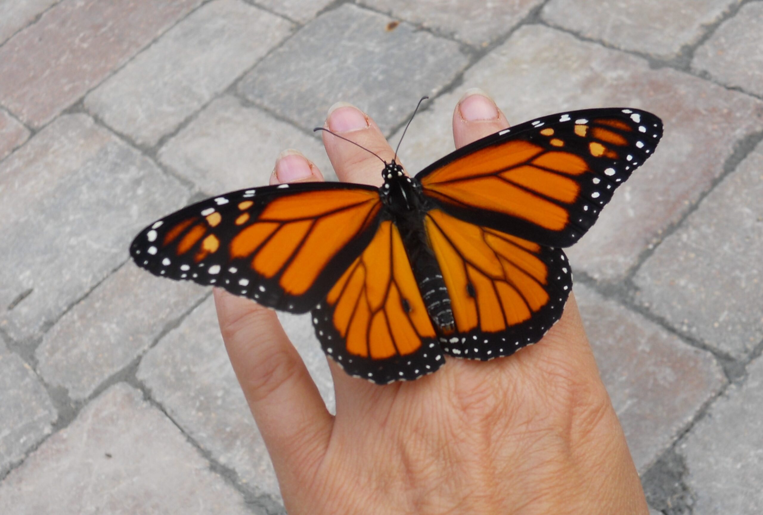 N-2 Monarch Numbers Dwindle